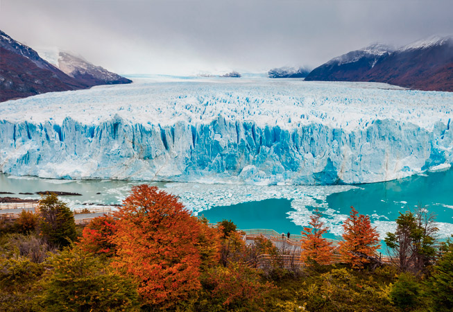 Calafate Glaciar Perito Moreno Argentina