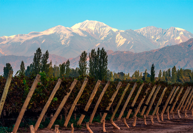 Mendoza Vineyard Argentina